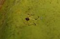 Theridula_ZZ381_D5288_Z_87_Milaa Milaa_Australie